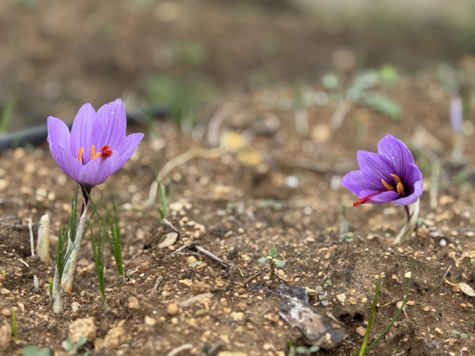 Soğuk hava dünyanın en pahalı baharatında erken çiçek açtırdı