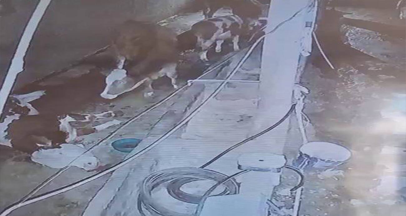 Yıldırım faciası: 3 inek telef oldu!