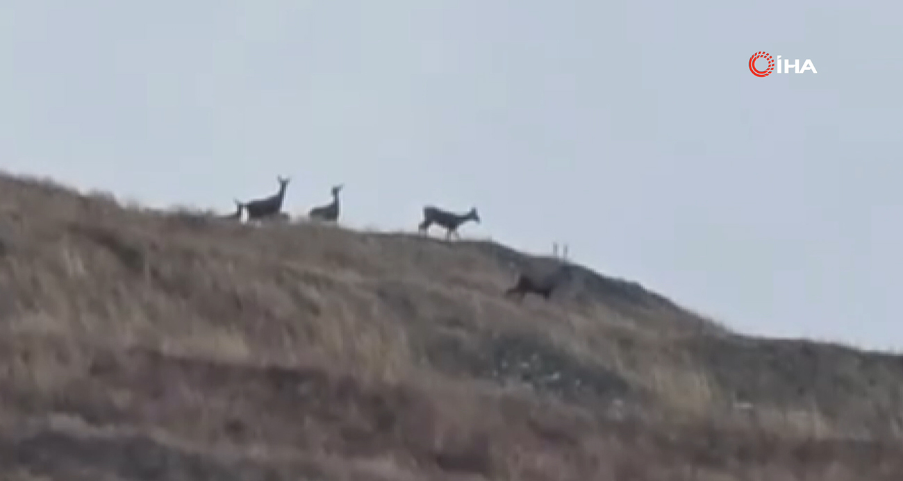 Kastamonu’nda kızıl geyikler kameralara yansıdı