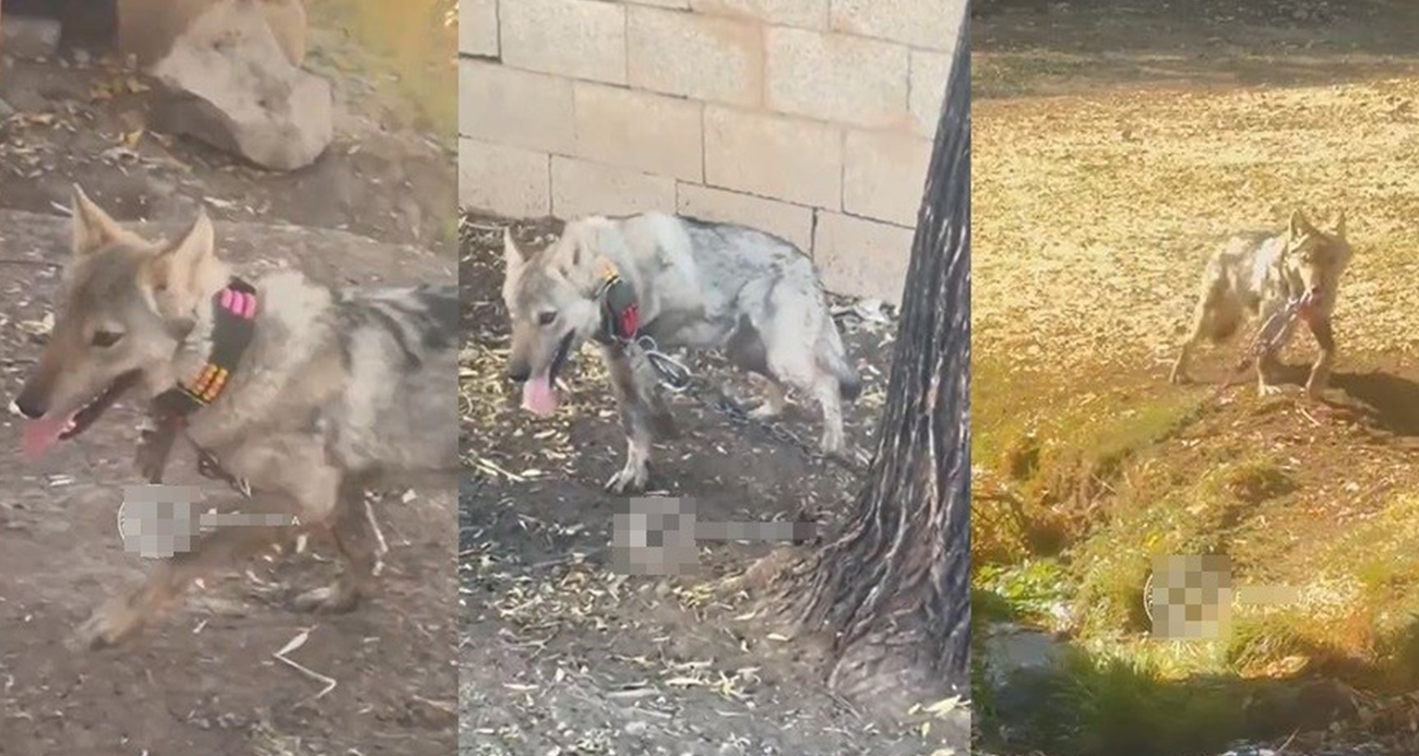 Van’da zincire vurulan kurt kurtarıldı