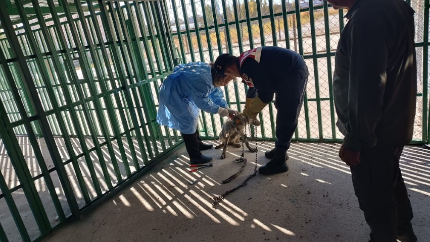 Van’da zincire vurulan kurt kurtarıldı