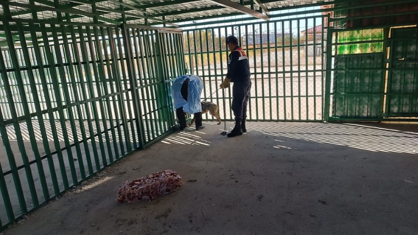 Van’da zincire vurulan kurt kurtarıldı