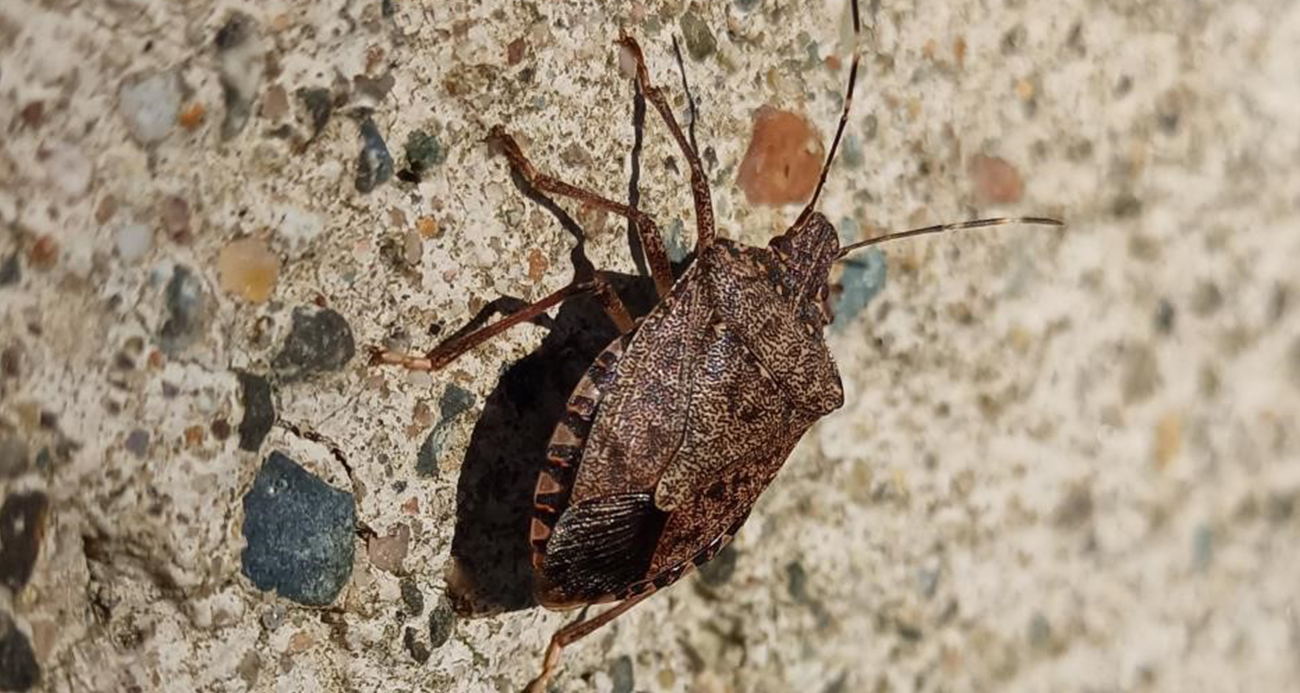 Kokarca sayısı zirvede: Uzmanı bahar aylarına dikkat çekti