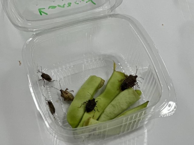 Kokarca sayısı zirvede: Uzmanı bahar aylarına dikkat çekti