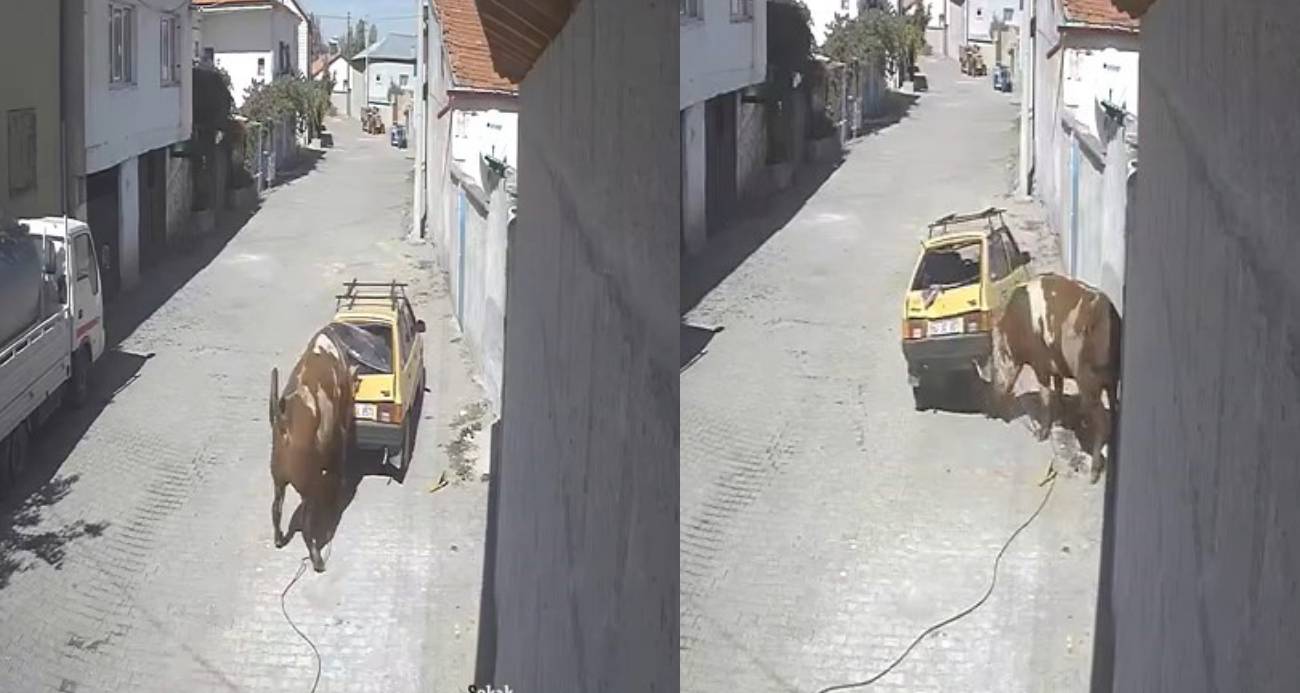 Ahırdan kaçan kızgın boğa, hırsını otomobilden çıkarttı