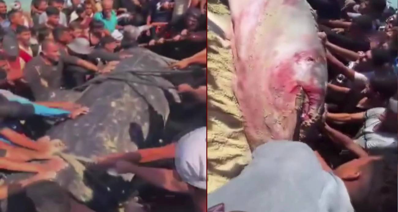 Gazze'de yaklaşık 10 metre uzunluğundaki dev balık karaya vurdu