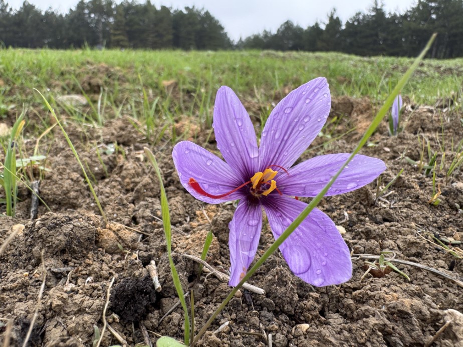 ’Dünyanın en pahalı baharatı’ safranın kilogramı 600 bin liradan satılacak