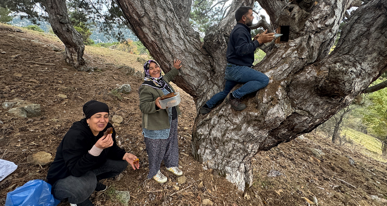 Bulmak için dağ taş geziyorlar: Kilosu 5 bin liraya kadar alıcı buluyor