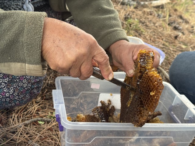 Kovanlarından kaçan firari arıların izini sürüp Toroslardaki doğal kovanları buluyorlar
