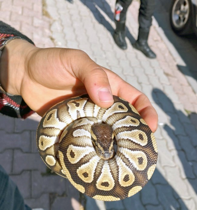 Konya’da bir şahsın cebinden çıkan yavru piton yılanı koruma altına alındı
