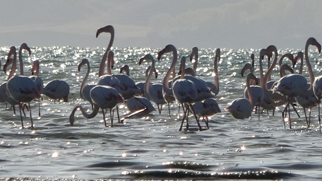 Van Gölü havzası flamingolarla renkleniyor