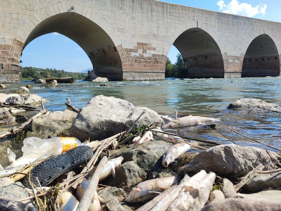 Ceyhan Nehri’ndeki kirlilik balıkları telef etti