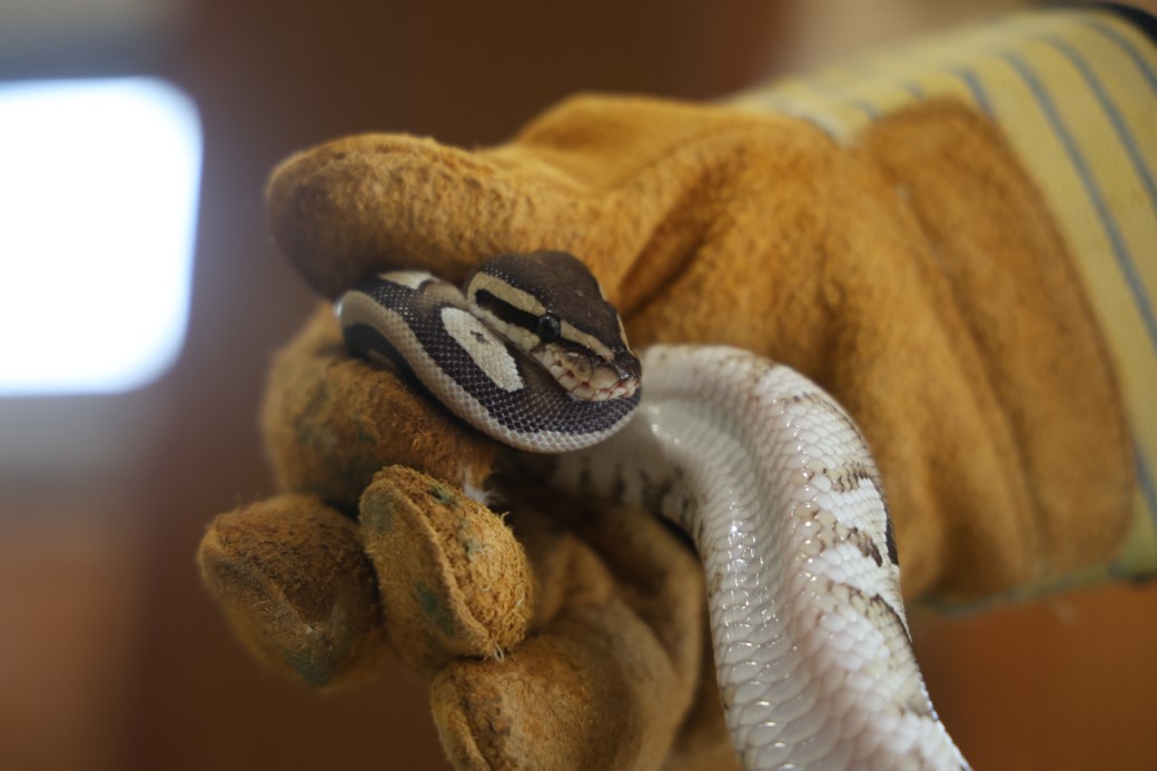 Konya’da bir şahsın cebinden çıkan yavru piton yılanı koruma altına alındı