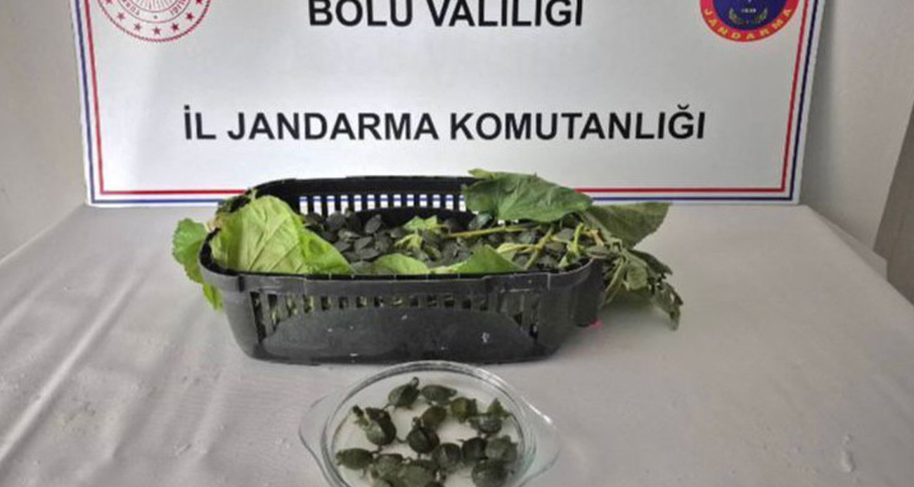 Yolcu otobüsünde 500 yasaklı su kaplumbağası ele geçirildi
