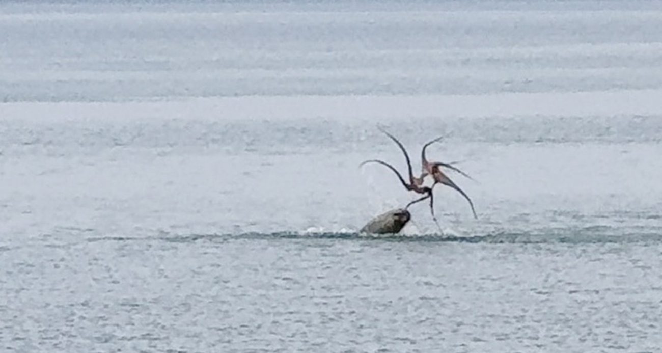 Çeşme sahilinde fokun ahtapot avı