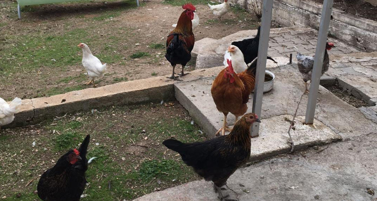 CİMER’e yapılan ’İnek ve tavuklar serbest dolaşıyor, salgın hastalık riski var’ şikayeti bölge sakinlerini şaşkına uğrattı