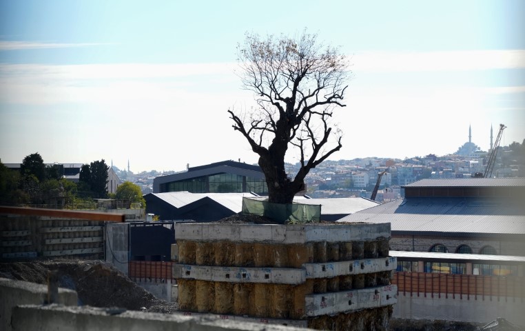 Milyarlık projede tarihi ağaca fore kazıklı koruma