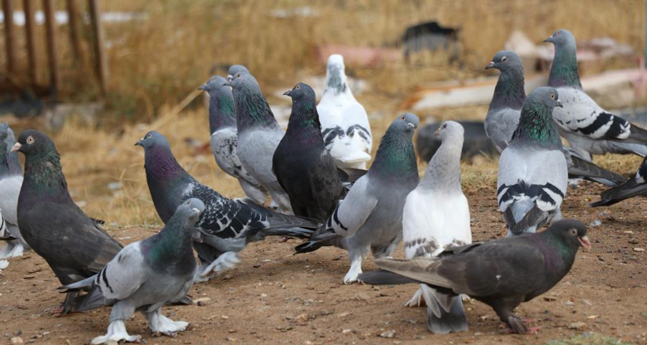 Değeri yarım milyondan fazla, yurt dışından bile talep görüyor