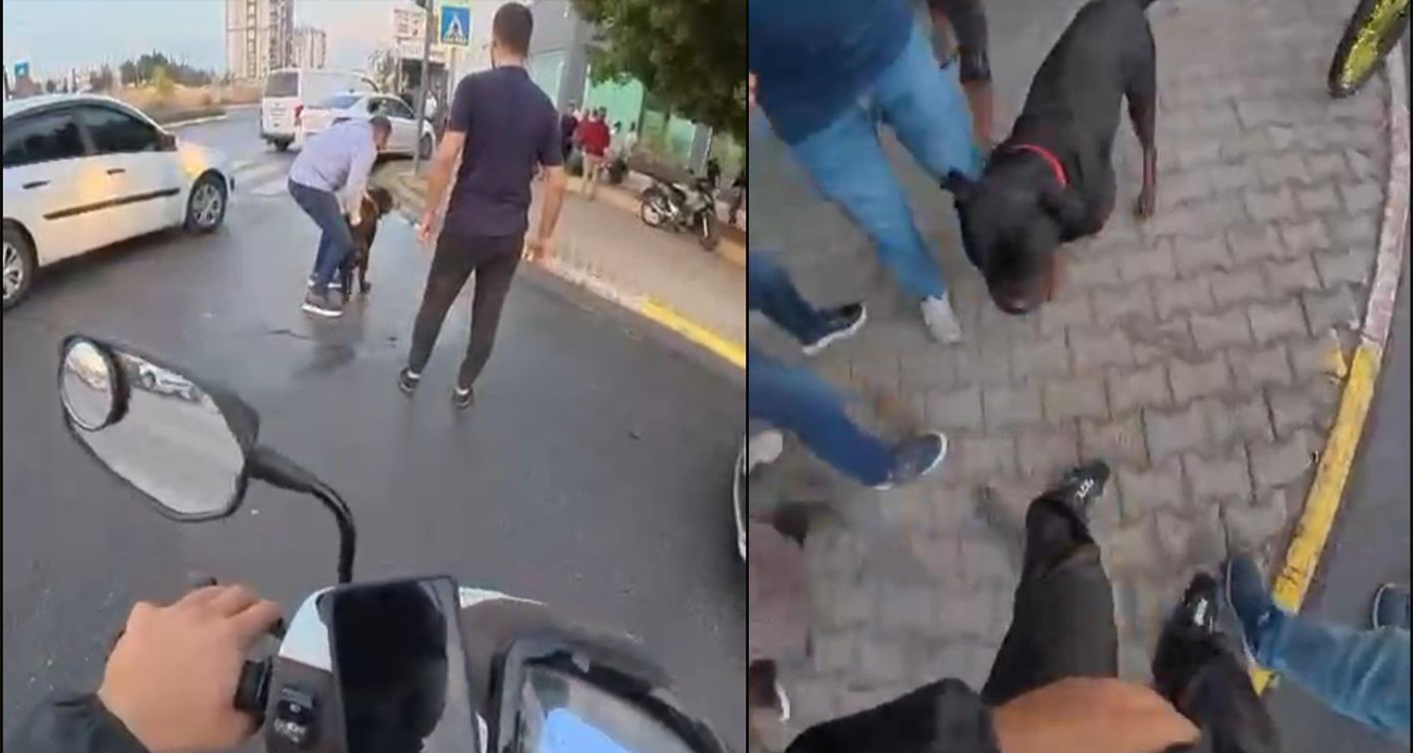 Sokakta ağızlıksız gezdirilen ’Rottweiler’ cinsi köpek dehşet saçtı... O anlar kamerada