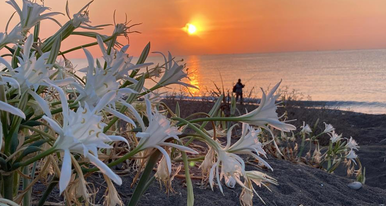 Cezası 2 milyon 800 bin TL’ye kadar çıkıyor: Akdeniz’in güzelliği kum zambakları koruma altına alındı