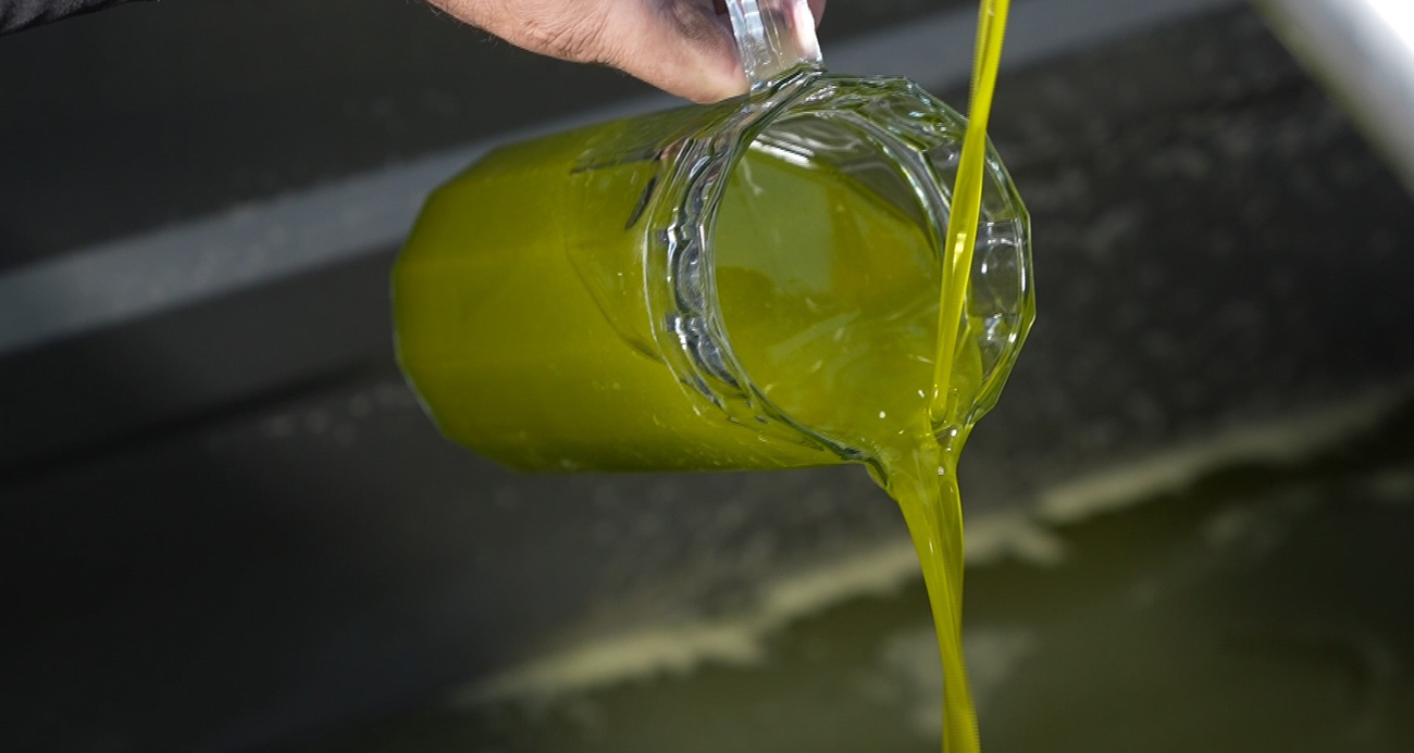 Türkiye’de satılan zeytinyağının yüzde 65’i ‘Ayvalık zeytinyağı’ adıyla piyasada