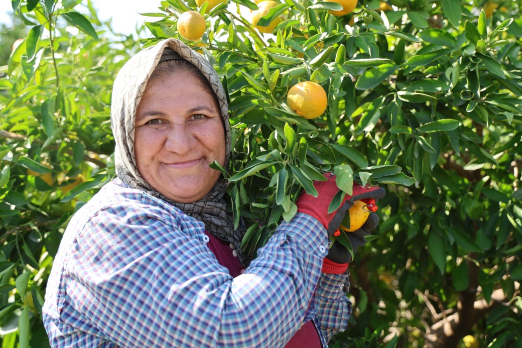 En ucuz meyve: Mandalina bahçede 8 TL’ye kadar düştü
