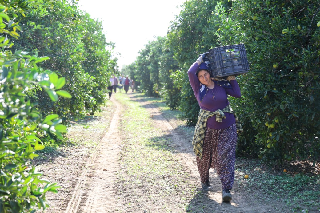 En ucuz meyve: Mandalina bahçede 8 TL’ye kadar düştü