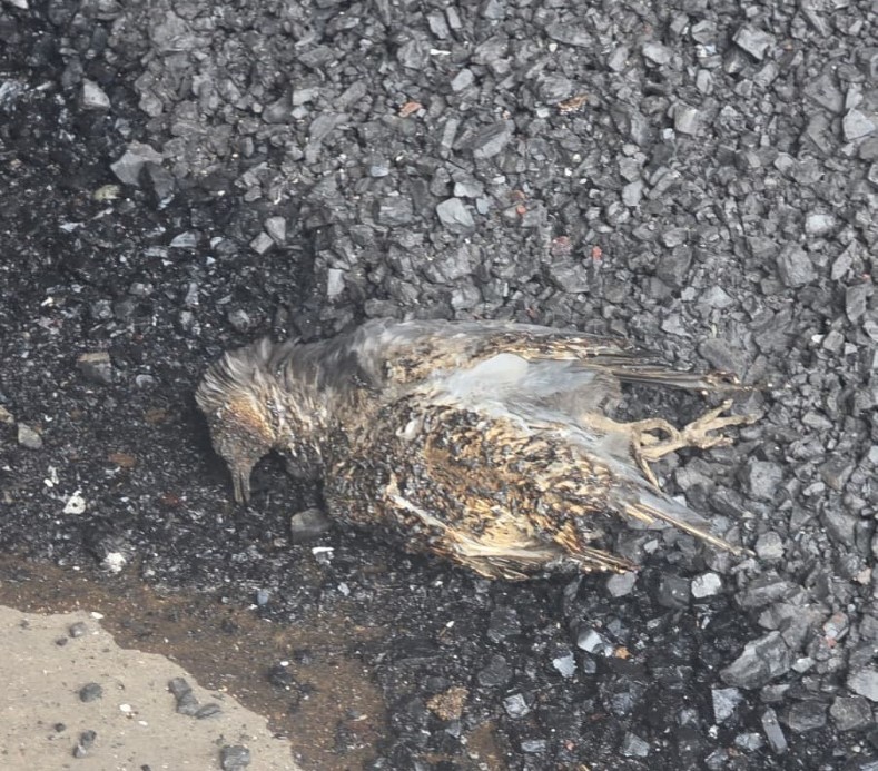 Edirne’de yağ fabrikasında patlama: 1 işçi yaralandı