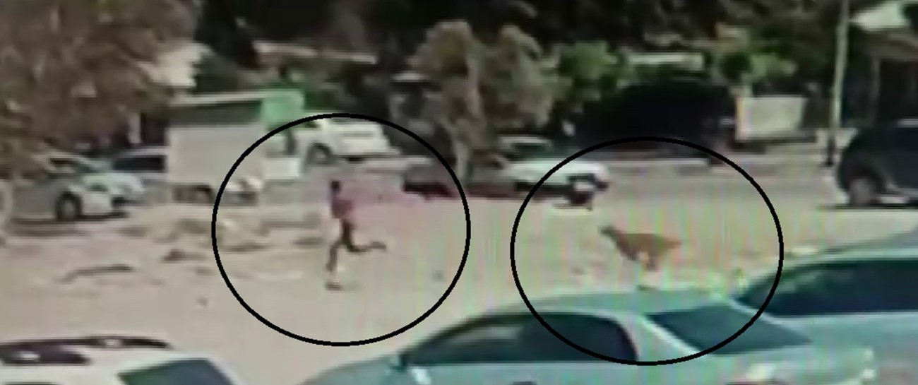 Sayıları 10’u bulan sokak köpekleri çocuğa korku dolu anlar yaşattı