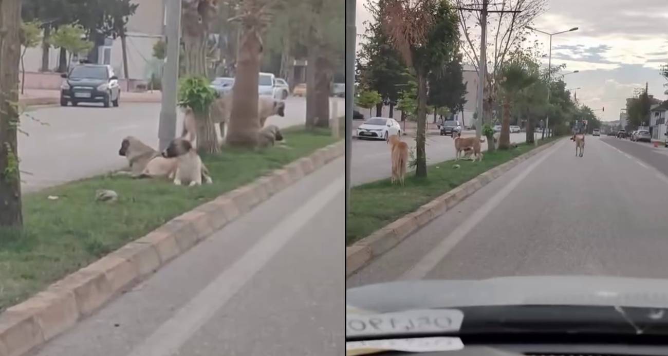 Sayıları 10’u bulan sokak köpekleri çocuğa korku dolu anlar yaşattı