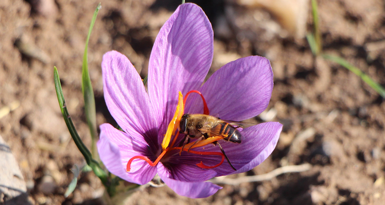 Dünyanın en pahalı baharatı safranın 1 gramı 500 TL