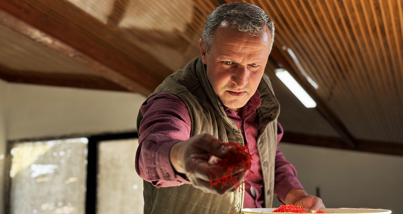 AB tescilli safranın hasadı sürüyor