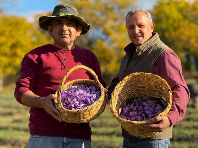 AB tescilli safranın hasadı sürüyor