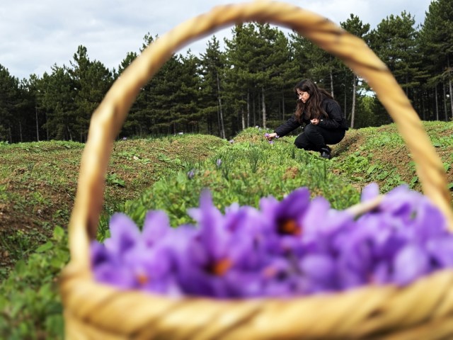 AB tescilli safranın hasadı sürüyor