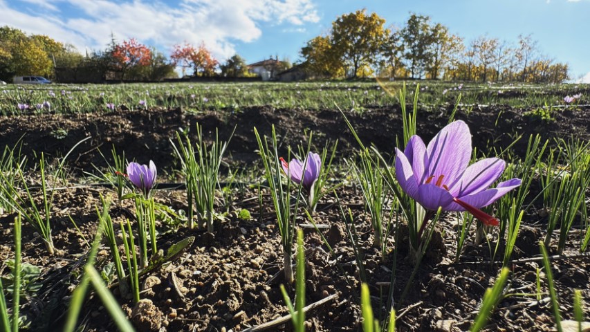 AB tescilli safranın hasadı sürüyor