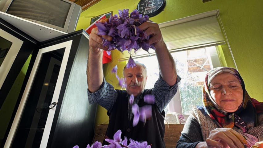 AB tescilli safranın hasadı sürüyor