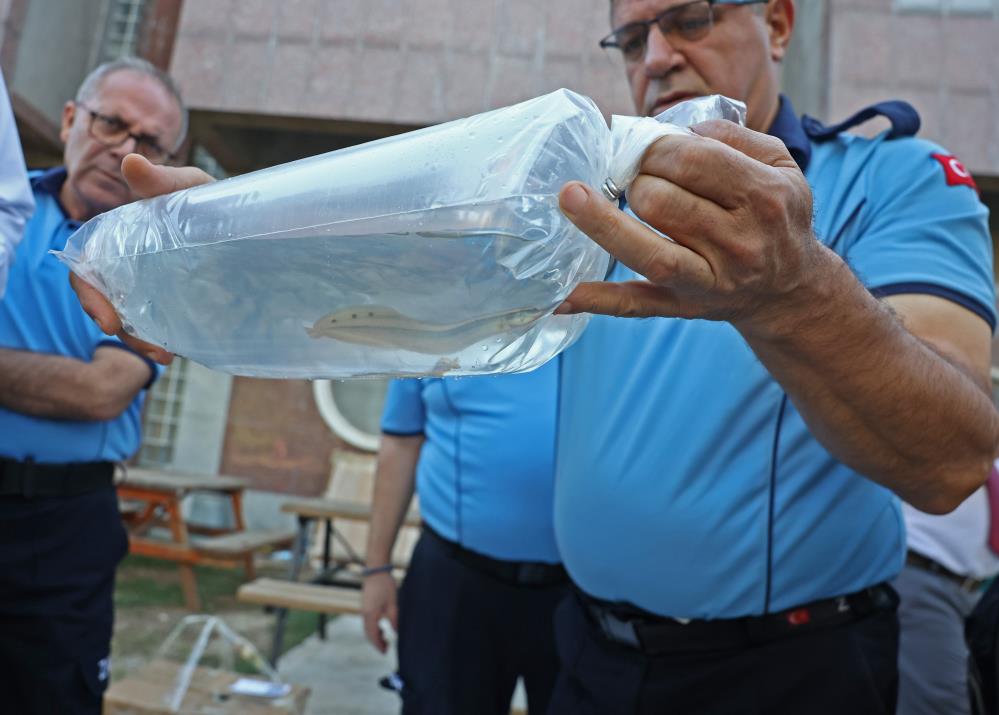 Tayland’tan süs balıkları, Tokat’tan horoz, İstanbul’dan kalkan balığı