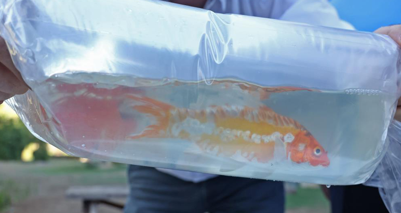 Tayland’tan süs balıkları, Tokat’tan horoz, İstanbul’dan kalkan balığı