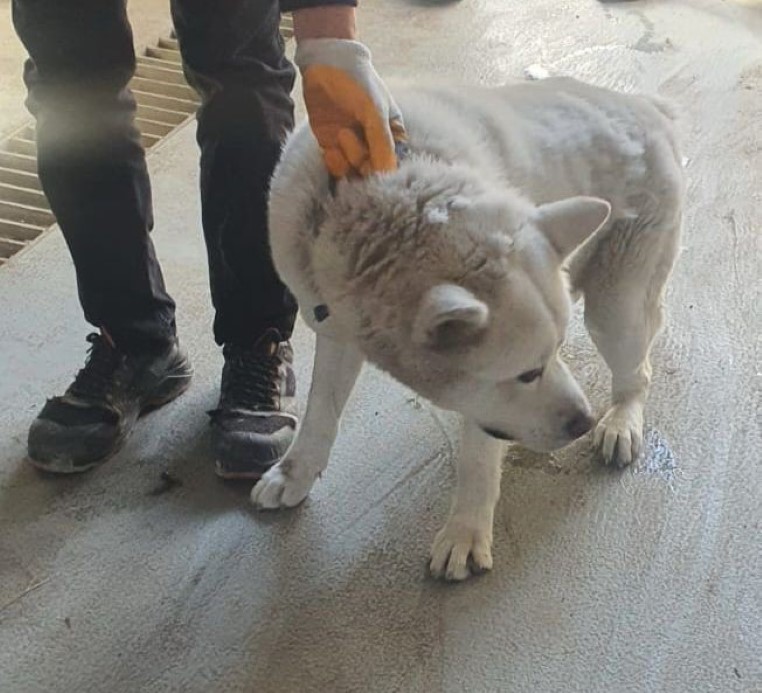 İşyerindeki köpeğin saldırısı nedeniyle ağır yaralanan adam o anları anlattı: 
