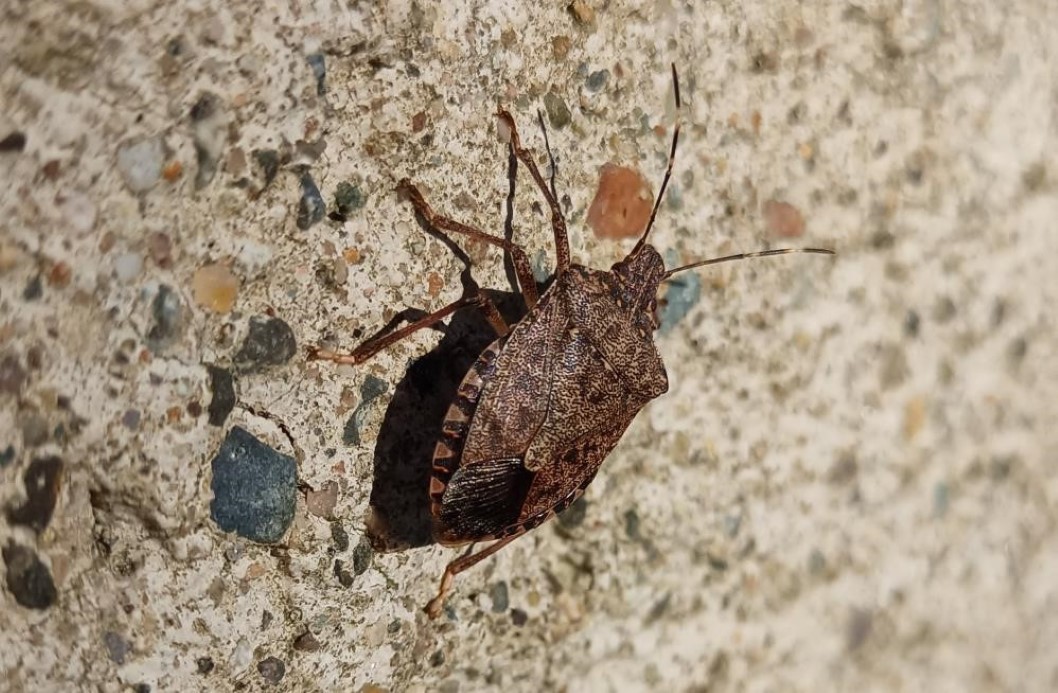 Kadife çiçeği ve soğanla kahverengi kokarcaya doğal çözüm