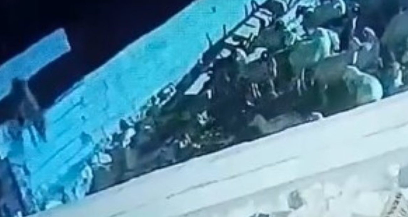 Ağıla giren kurt koyunu telef etti: O anlar kamerada