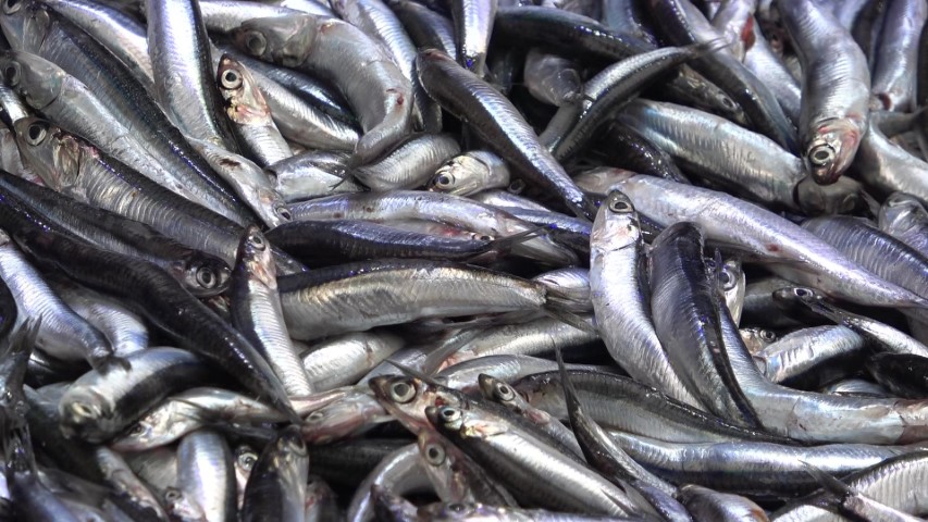 Denize kıyısı olmayan şehirde hamsinin kilosu 50 TL’ye düştü, vatandaş poşet poşet aldı