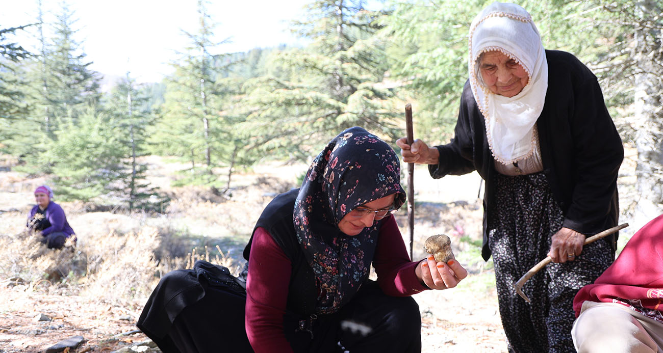 Kilosu etle yarışıyor: Japonların gözdesi sedir mantarı çıktı