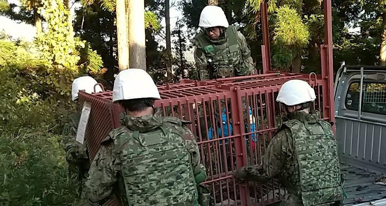 Japonya'da ayılar 12 kişiyi öldürdü, askerler nöbet tutmaya başladı