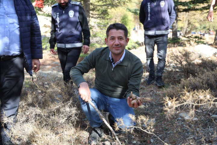 Kilosu etle yarışıyor: Japonların gözdesi sedir mantarı çıktı