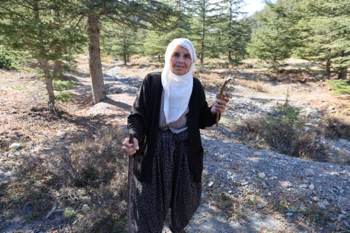 Kilosu etle yarışıyor: Japonların gözdesi sedir mantarı çıktı