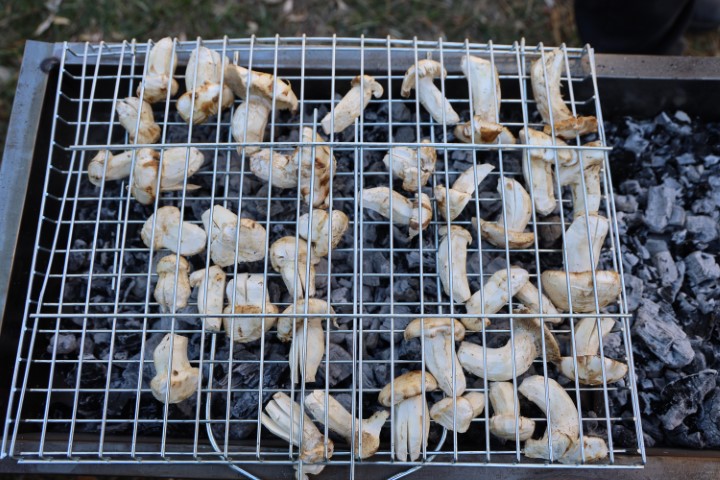 Kilosu etle yarışıyor: Japonların gözdesi sedir mantarı çıktı