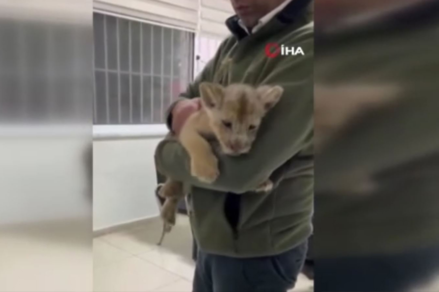 Yasa dışı yolla getirilen Afrika aslanı yavrusuna el konuldu