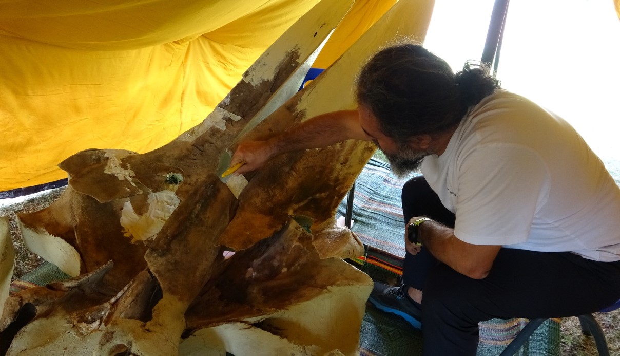 Heyecanlandıran keşifte 16 metrelik balinanın kemikleri birleştirilmeye başlandı