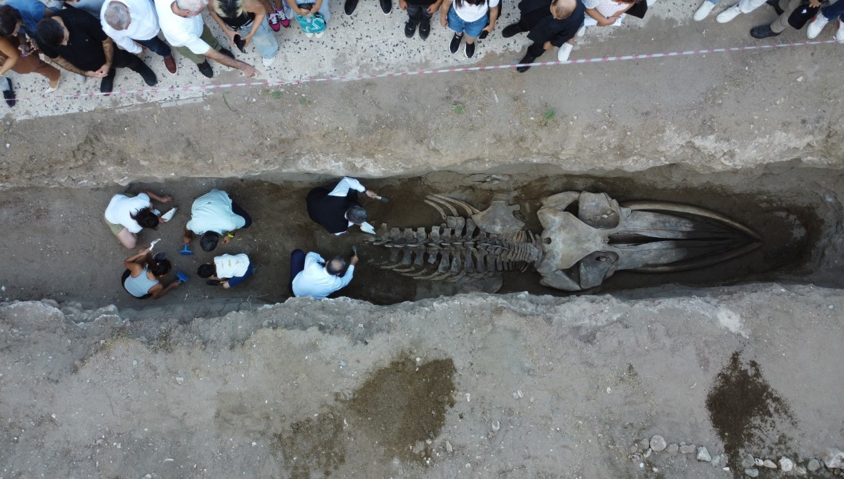 Heyecanlandıran keşifte 16 metrelik balinanın kemikleri birleştirilmeye başlandı